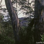 Snowgums top Sth Mole Creek track 4-91 LGo.jpg